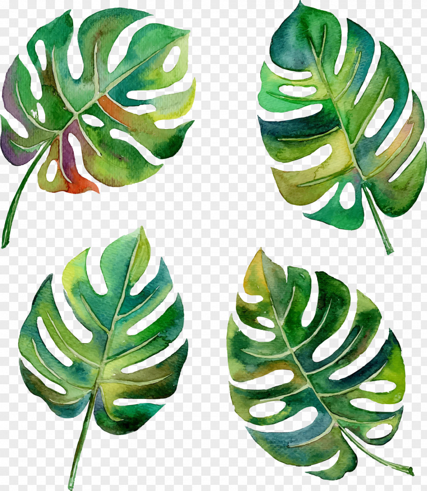 Vector Hand-painted Banana Leaves Swiss Cheese Plant Leaf Tropics Philodendron PNG