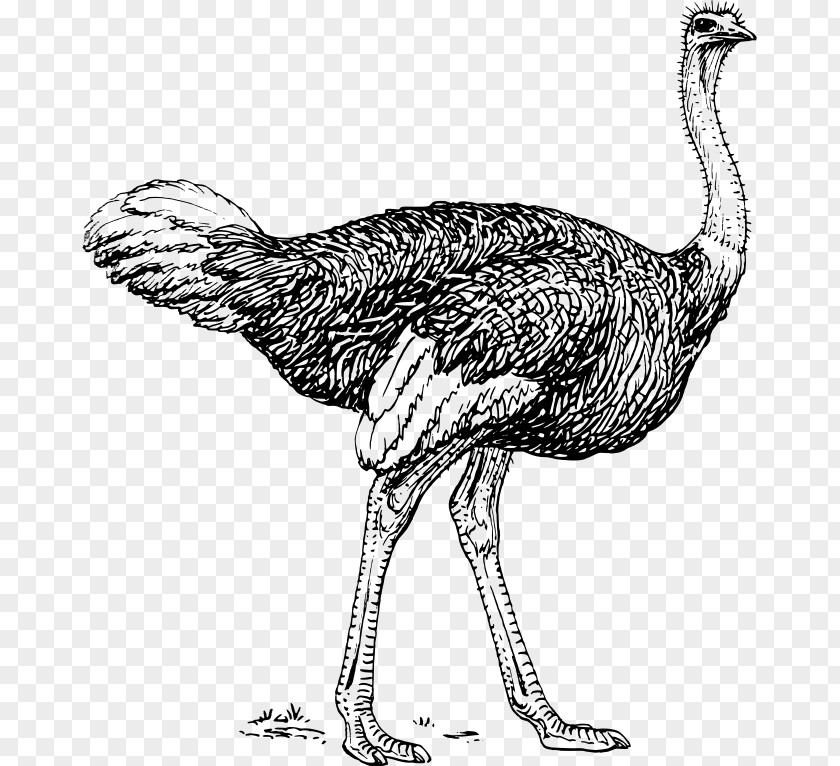 Bird Common Ostrich Emu Clip Art PNG