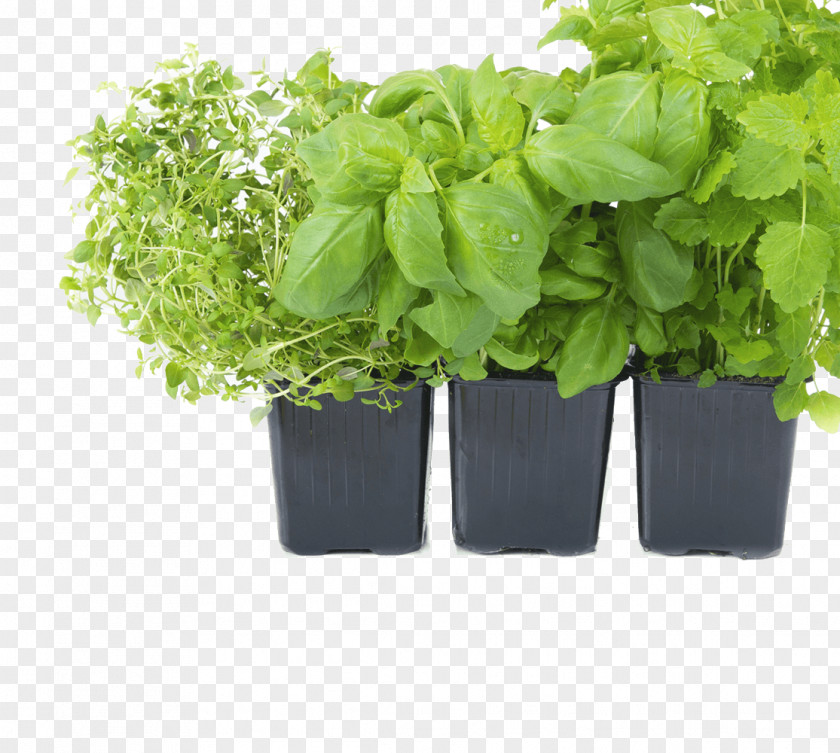Herbs Grow Light Light-emitting Diode Garden Hydroponics PNG