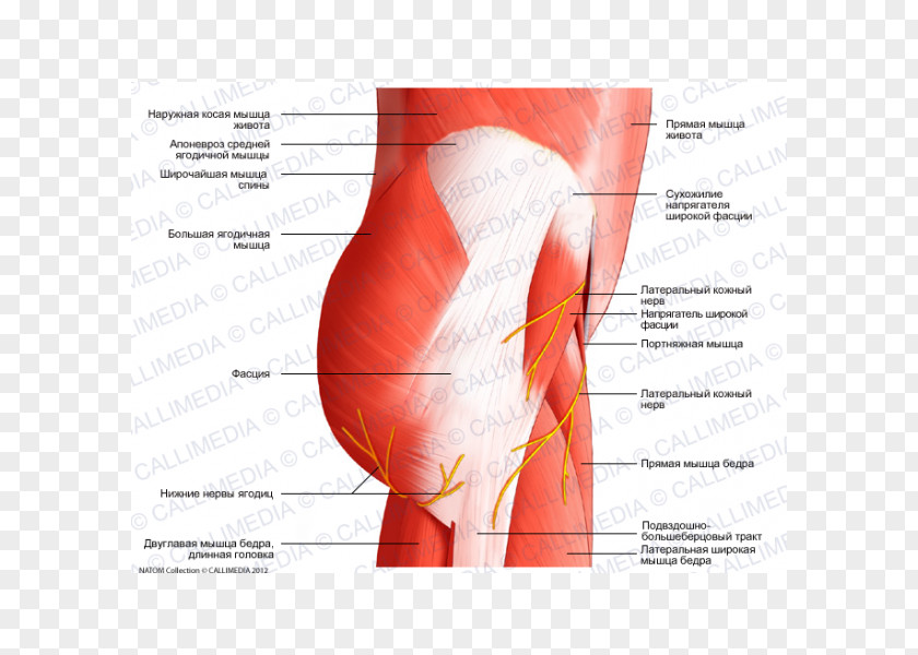 Muscles Of The Hip Muscular System Pelvis PNG
