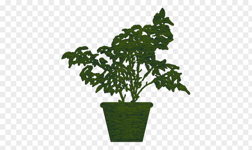 Nature Fig Trees Flowerpot Natural Environment Houseplant PNG