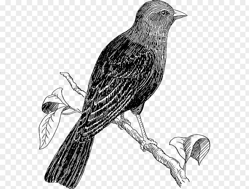 Perched Raven Overlay Bird Drawing Line Art Clip PNG