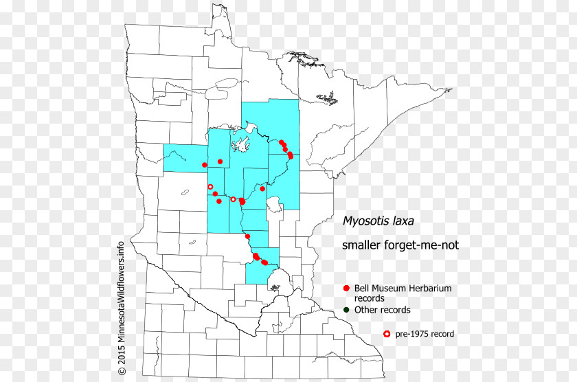 Sedge Family Minnesota Carex Hallii Sedges Flora Hall Brewing Diagram PNG