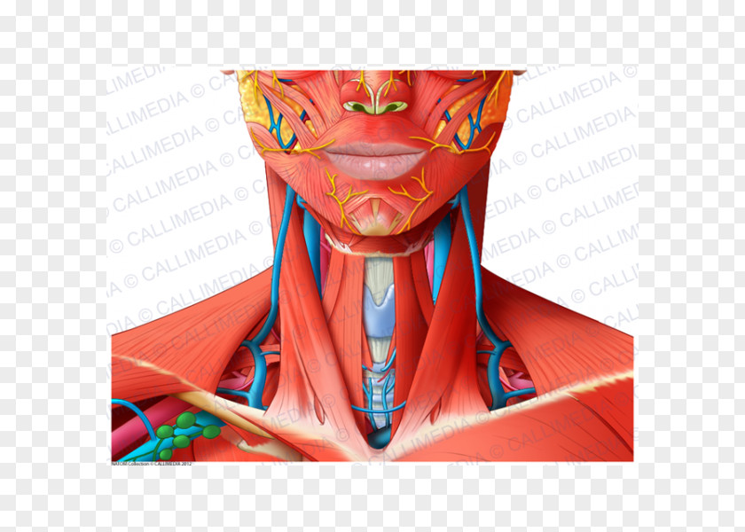 Superficial Temporal Nerve Head And Neck Anatomy Muscle Human Body PNG