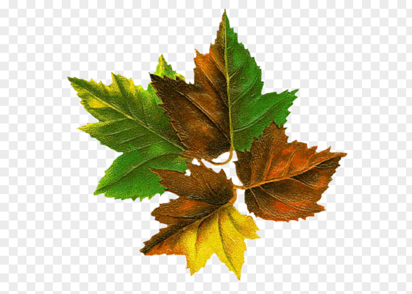 Tree Autumn Leaf Color Root PNG