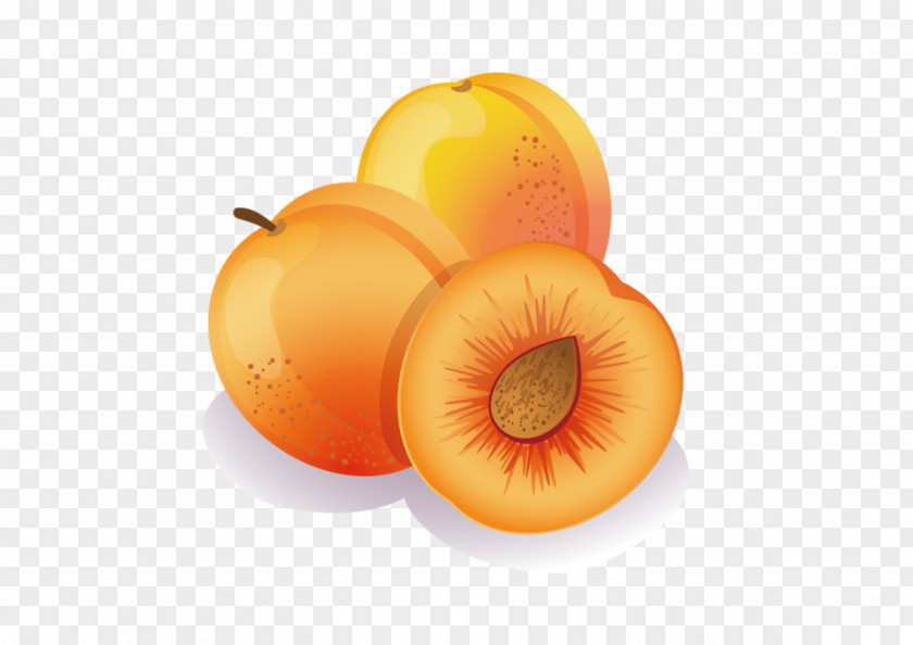 Vector Peach Apricot Fruit Clip Art PNG