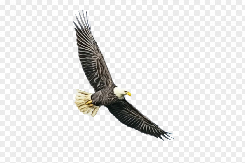 Bald Eagle Accipitridae Golden Birds PNG