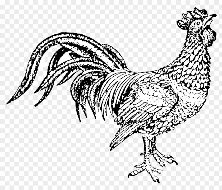 Chicken Hei The Rooster Eurl Les Delices De L Arnes Drawing PNG