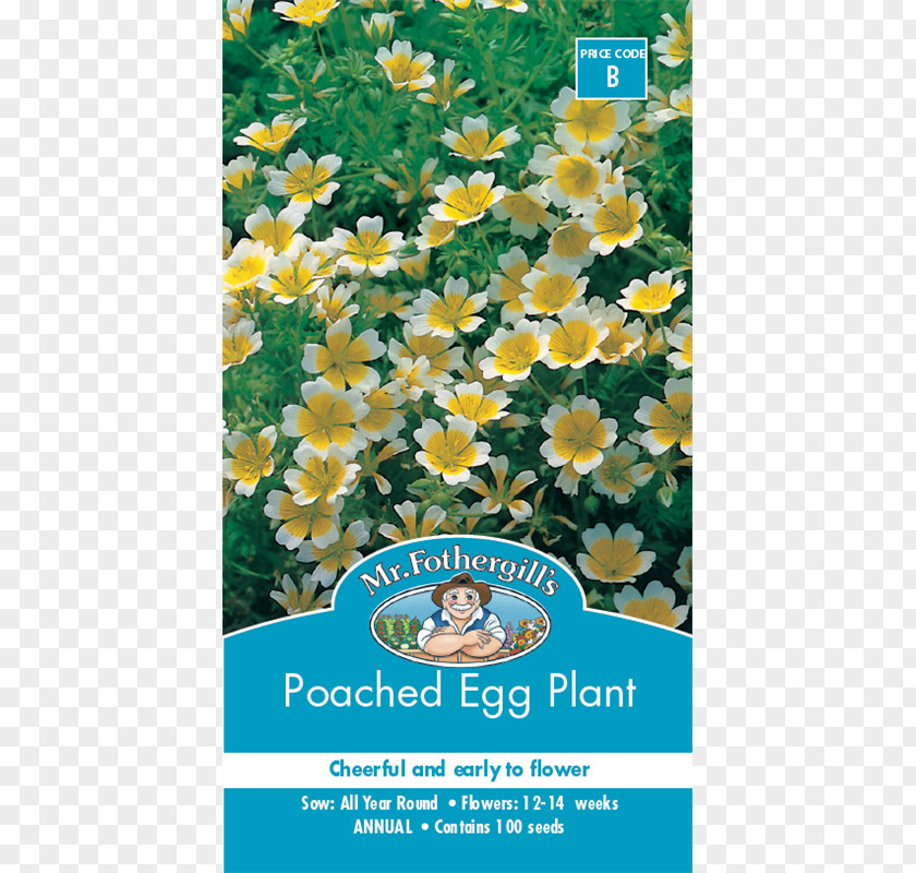Flower Poached Egg Plant Seed Common Sunflower Flowering PNG
