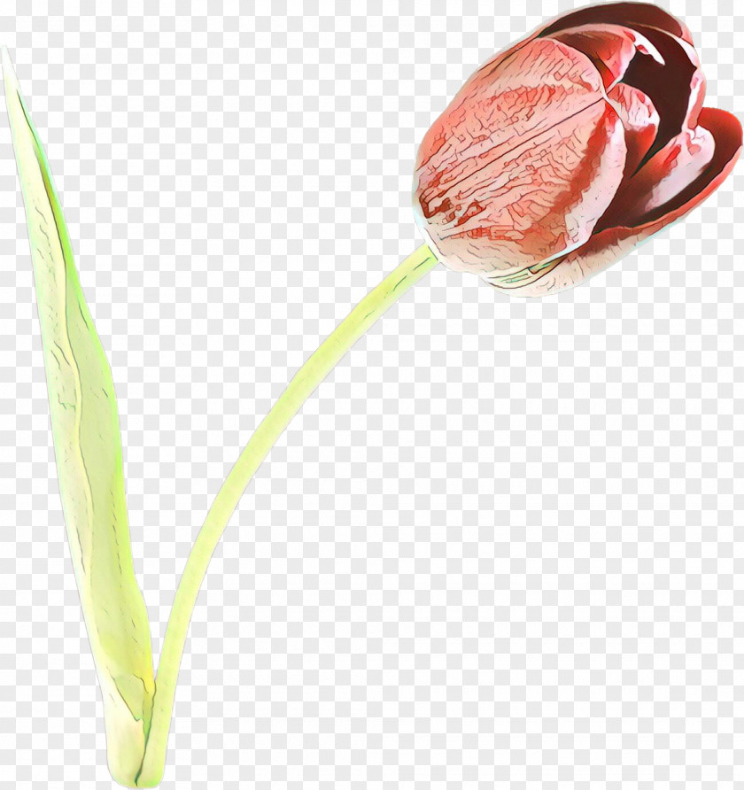 Flowering Plant Anthurium Flower Tulip Bud PNG