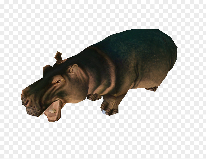Hippopotamus Snout Wildlife PNG