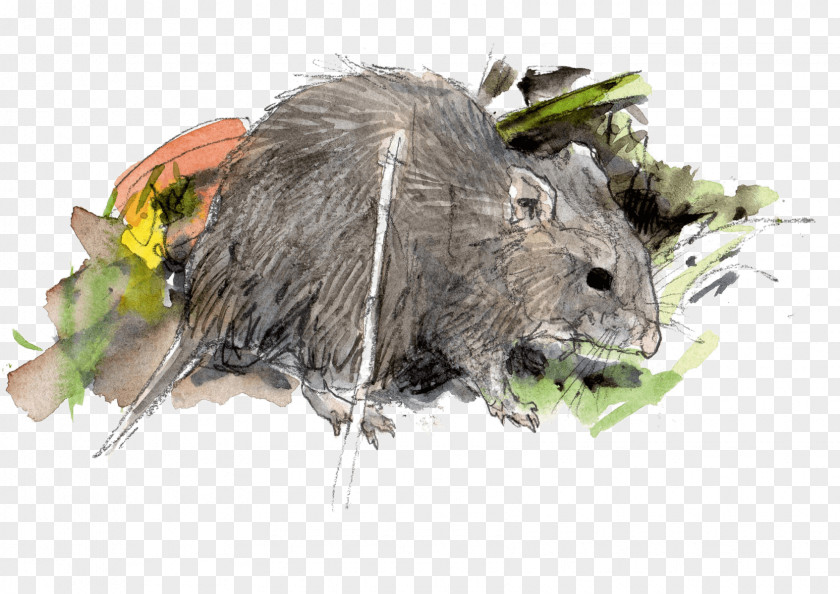Mouse Brown Rat Krysa Drawing Black PNG