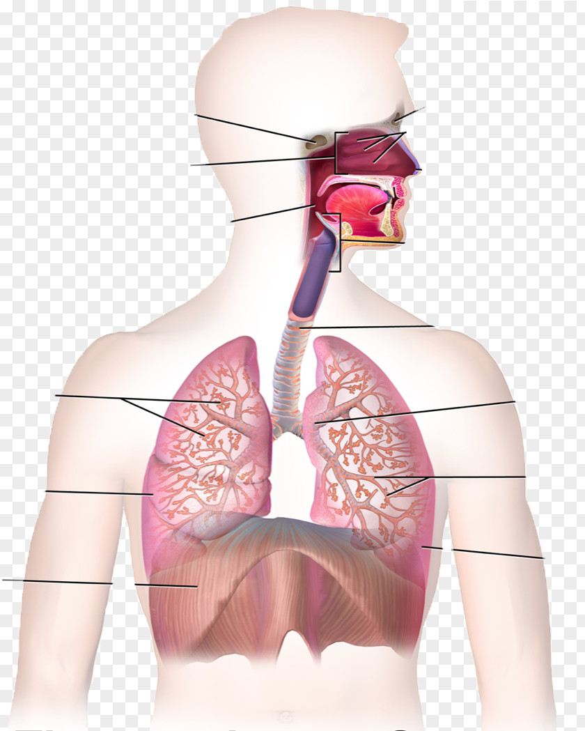 Respiratory System Respiration Human Body Tract Breathing PNG