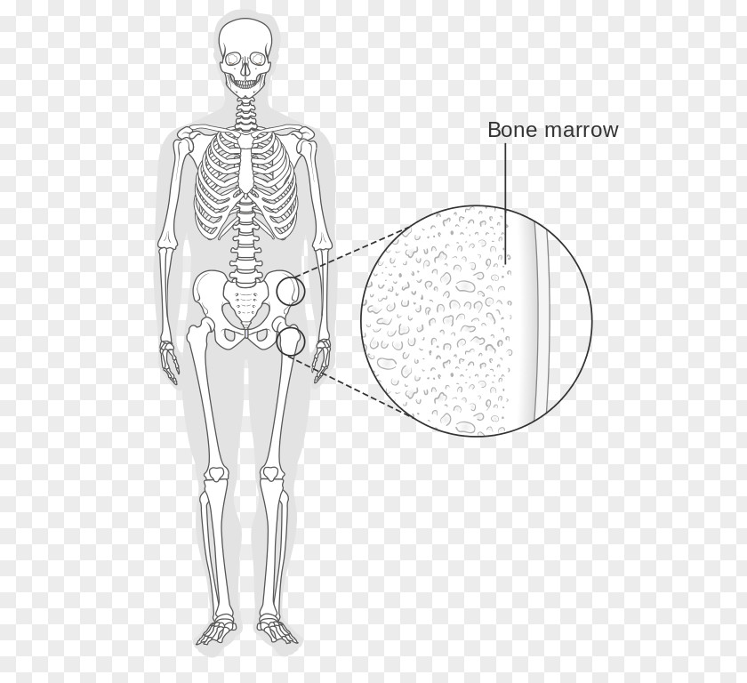 Bone Marrow Human Skeleton Wikimedia Commons PNG