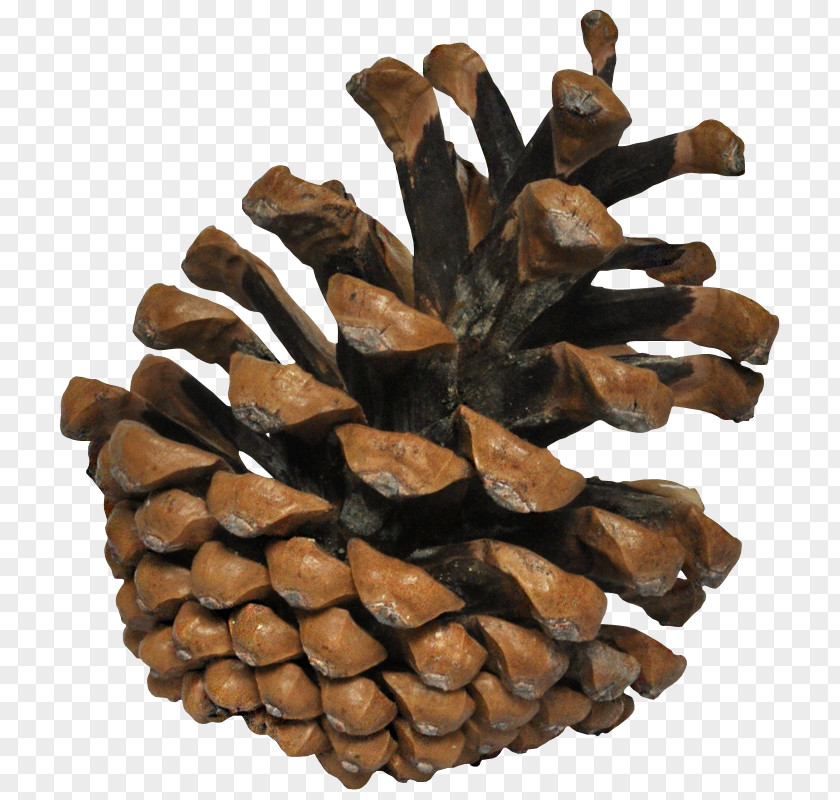 Pine Conifer Cone Cedar Clip Art PNG