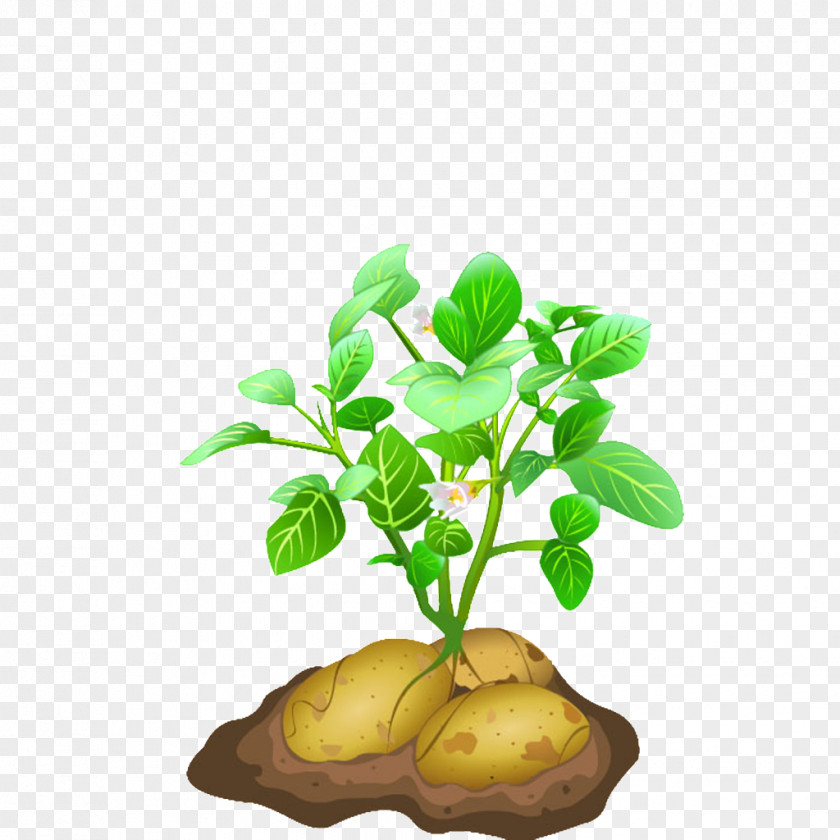 Raindrop 0 1 17 Vegetable Potato Plant Clip Art PNG