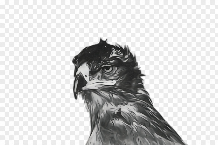 Wildlife Falconiformes Bird Beak Of Prey Eagle Drawing PNG