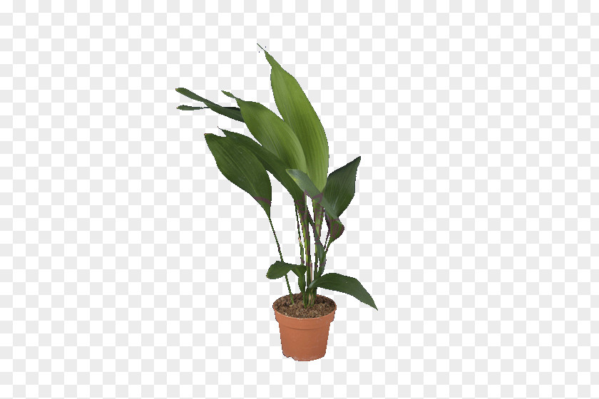 Leaf Flowerpot Plant Stem Houseplant PNG