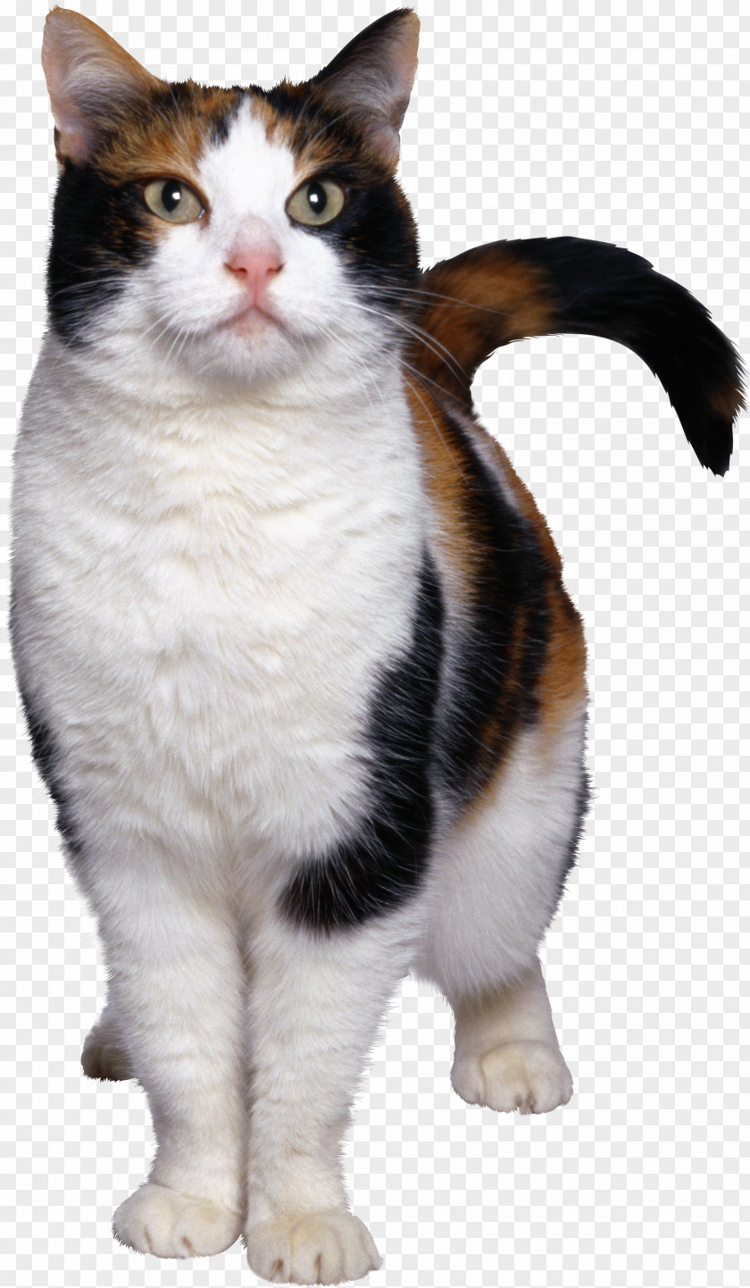 Cat 7 Kitten PNG