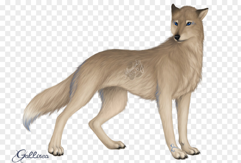 Cat Jackal Gray Wolf Fur Terrestrial Animal PNG