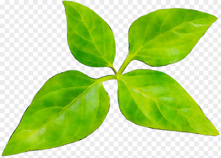 Leaf Plant Stem Plants PNG