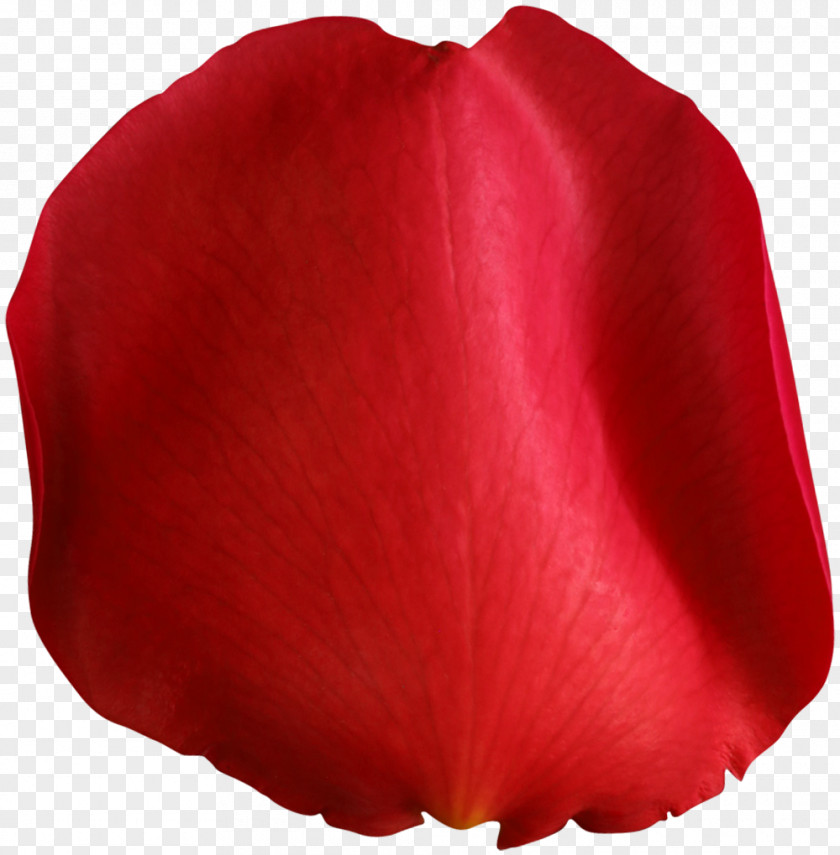Rose Petal Red Clip Art Image PNG