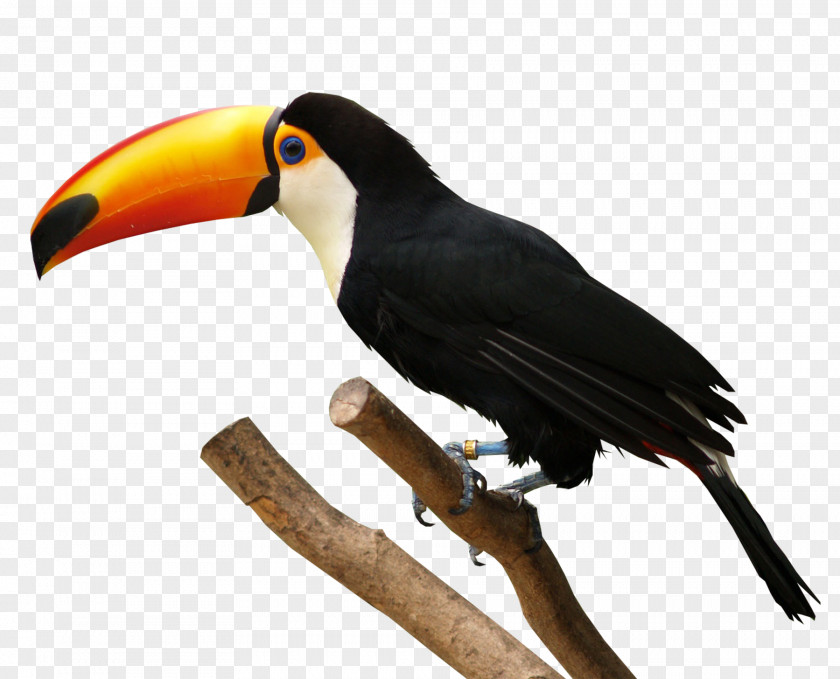 Toucan Birds Bird Download PNG