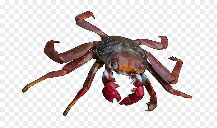 Dungeness Crab Freshwater Cangrejo Louisiana Crawfish PNG crab crawfish, moro clipart PNG