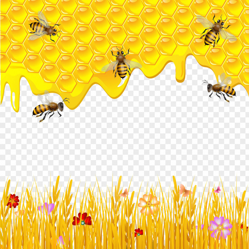 Honey And Bee Pictures Western Honeycomb Drawing PNG