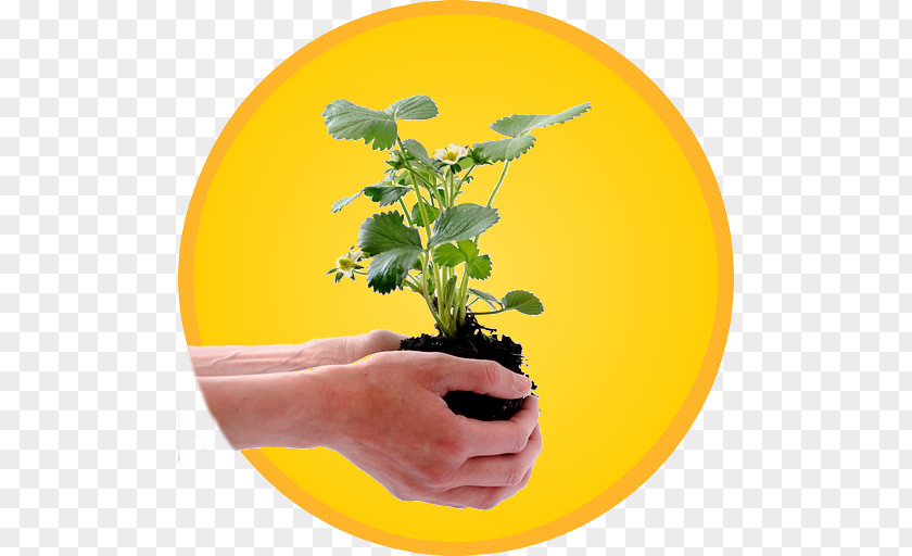 Strawberry Plant Biological Life Cycle Seedling Ecology PNG
