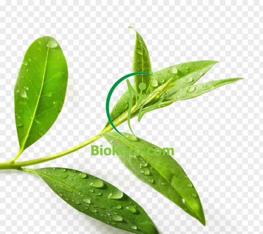 Tea Tree Oil Green Plant Essential PNG