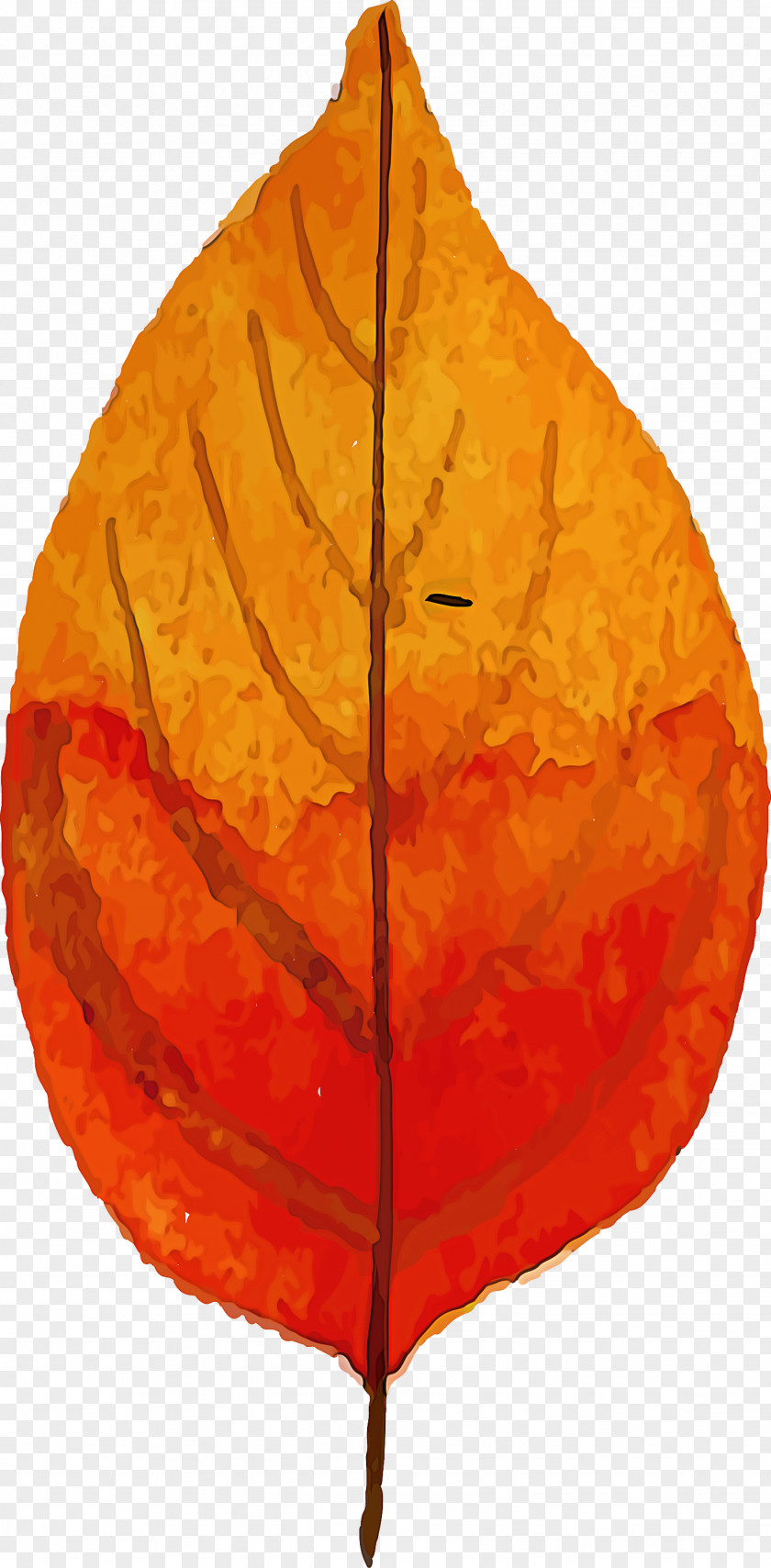 Autumn Leaf Colorful PNG