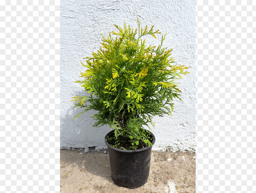 Golden Globe Conifers Tree Evergreen Shrub Juniper PNG