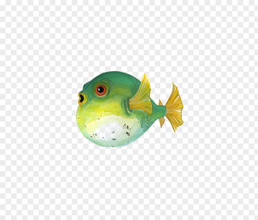 Puffer Fish Fugu Painted Painting Illustration PNG