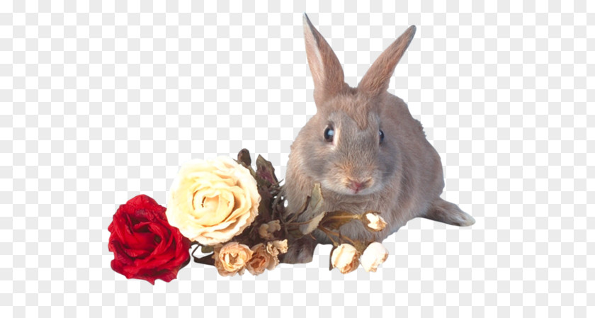 Rabbit Domestic Hare PNG