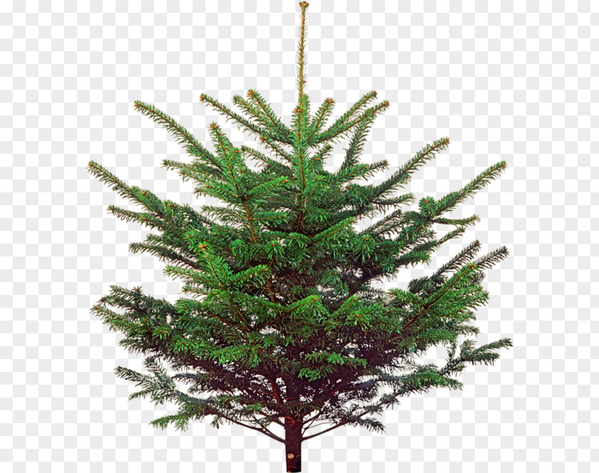 Christmas Tree Spruce Ornament New Year PNG