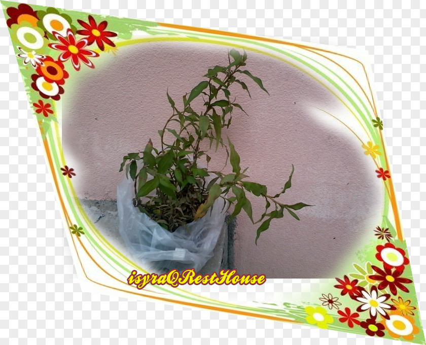 Kunyit Herb Flowerpot PNG