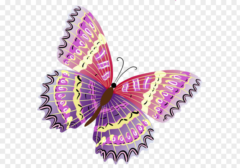 Watercolor Butterfly Color PNG