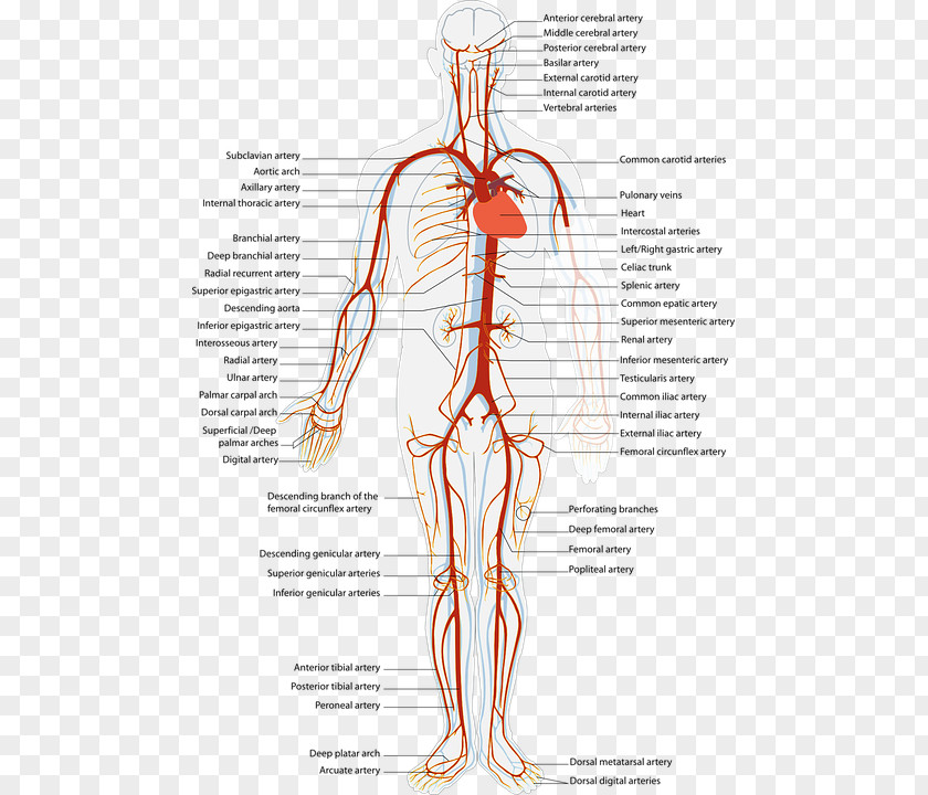 Acupuncture Points Chart Artery Blood Vessel Cardiovascular Disease Human Body Vein PNG