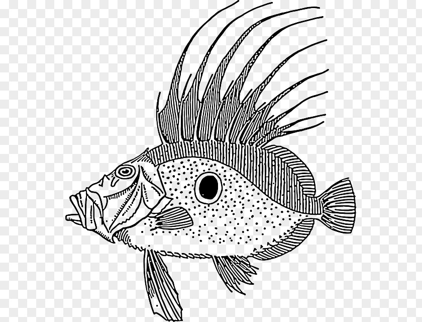 Grass Carp Drawing Fish Line Art Clip PNG