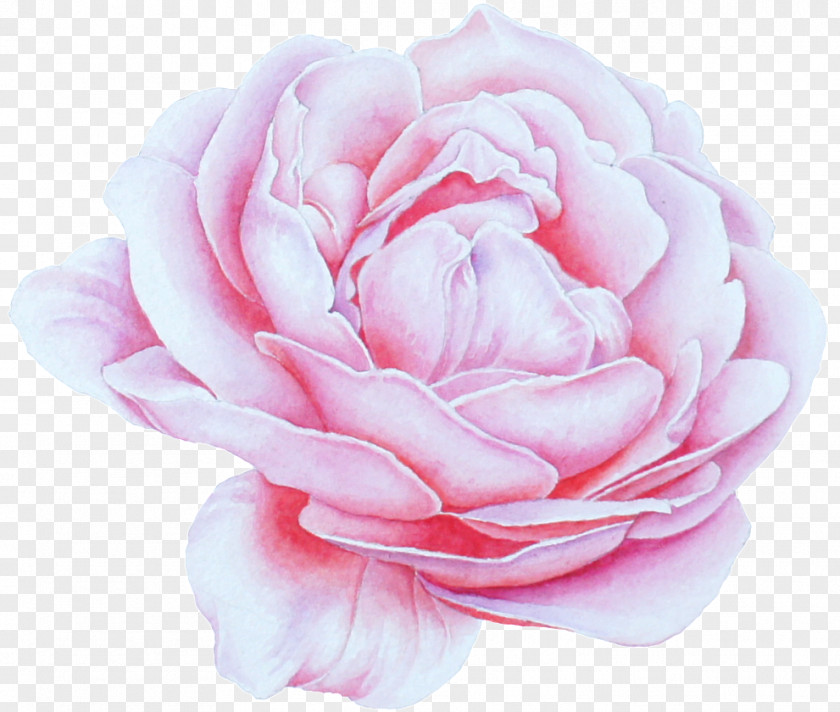 Hybrid Tea Rose Plant Garden Roses PNG