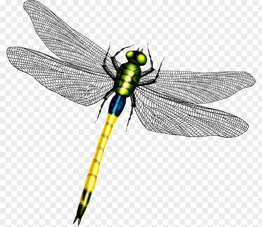 Beautiful Dragonfly Wings Wing Icon PNG