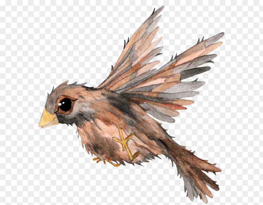 Bird Painting PNG