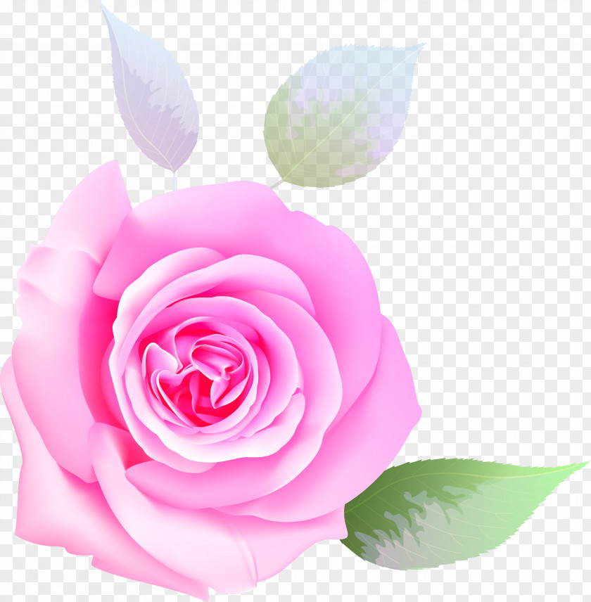 Flower Garden Roses Beach Rose Cabbage PNG