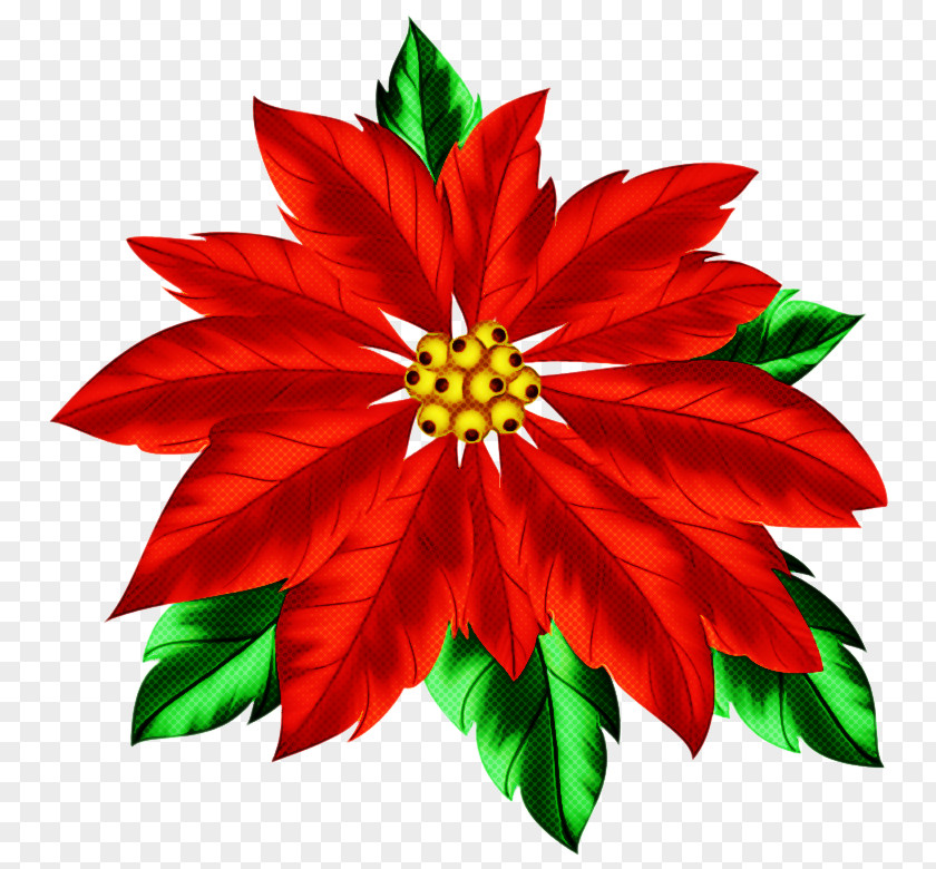 Herbaceous Plant Flowering Flower Red Poinsettia Petal PNG