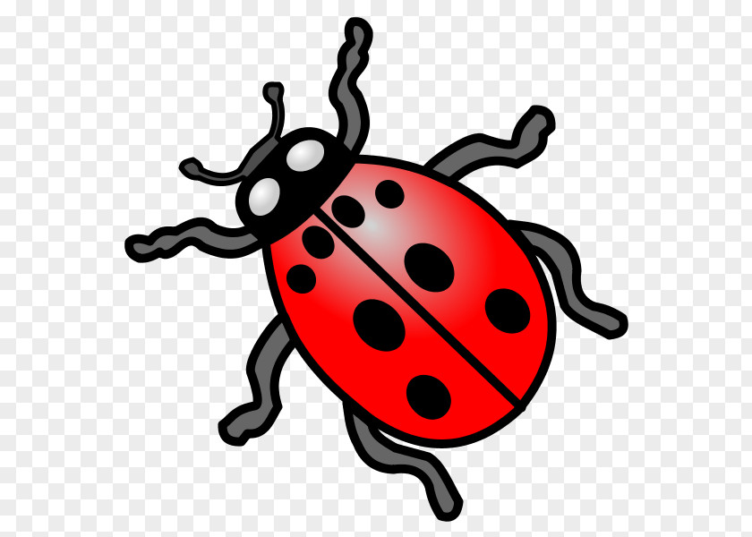 Insect Ladybird Beetle Animal Clip Art PNG