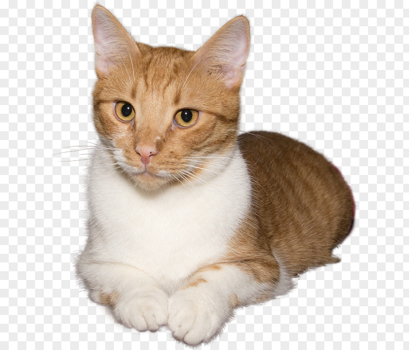 Kitten Whiskers Domestic Short-haired Cat Dog PNG