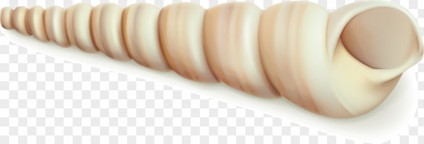 Screw Vector Euclidean Seashell PNG