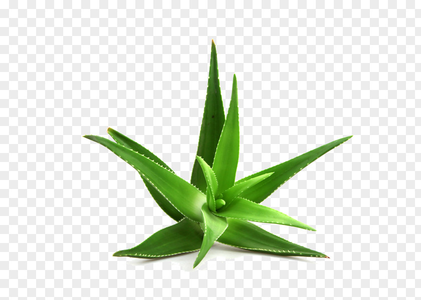 Aloe Vera Arborescens Stock Photography Royalty-free PNG