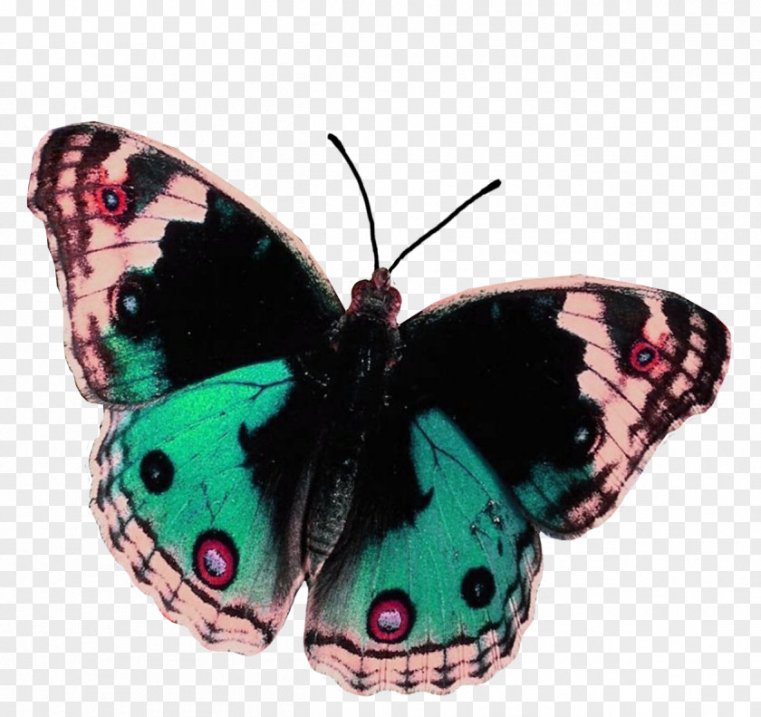 Butterfly Desktop Wallpaper Butterflies And Moths Digital Image Clip Art PNG